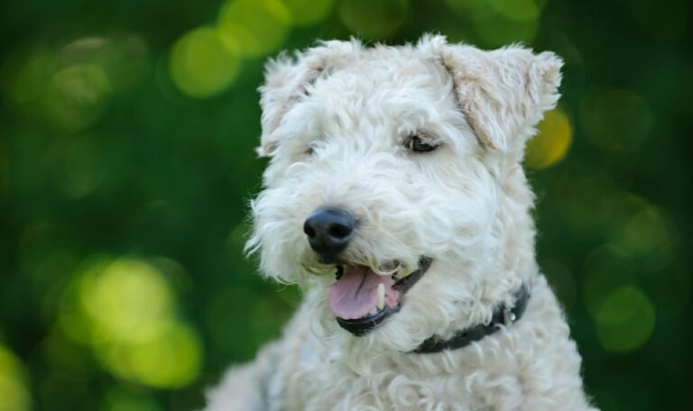 Petit chien debout dans l’herbe à la pension canine Les Étoiles Normandes.
